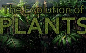 The Evolution of Plants (植物的演化)