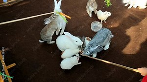 Rabbits are mammals from the Leporidae family , which can be found in many parts of the world. Rabbits reproduce by giving birth which is called viviparous.