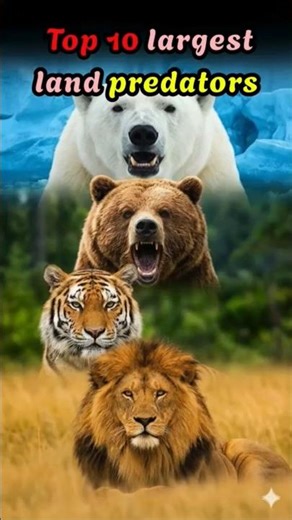 Top 10 largest land predators | Animals | In the world #animals #wildlife #nature #predator #bear