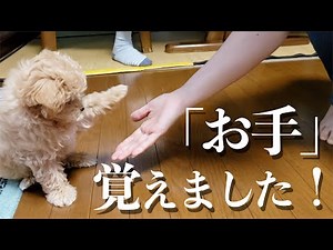 [Unveiling] My adorable puppy has learned the commands "shake" and "more," so I'd like to introdu...