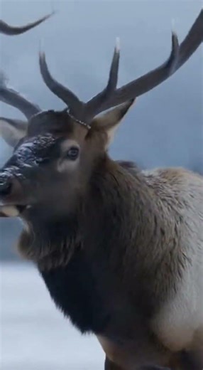 Wolves vs. Elk #wildlife #happymotion #animals