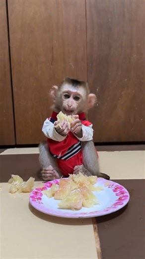 Baby Monkey Rescue Foundation We found this tiny newborn baby monkey abandoned and crying for his mother. His fragile body was weak, his little eyes filled with fear. No baby deserves to begin life this way. The first sip of milk brought comfort to his empty stomach, and the warmth of a blanket gave him safety for the very first time. In our arms, he slowly learned what love feels like. But every rescued baby monkey needs constant care. Milk, medicine, and protection are their lifeline. Without 