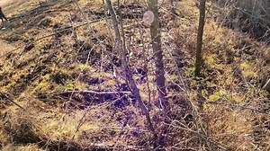 Wait for it... GoPro angle of the FH Series Flail Mower taking out an alder sapling. This mower can handle everything from light grass to 5" thick material 💪👊 Demo unit available! https://www.skidsteersolutions.com/brushhound-84-fh-series-skid-steer-flail-mower-rockhound-demo-unit/ #skidsteer #skidsteersolutions #brushhound #skidsteerloader #flailmower #mower #landclearing #gopro #demonstration #kubota #kubotausa | Skid Steer Solutions