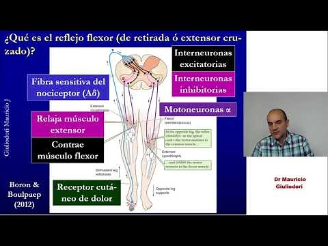 Physiology of locomotion II: pyramidal and extrapyramidal pathways, reflex and voluntary movements