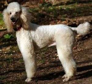 Best Clippers For Poodle Grooming