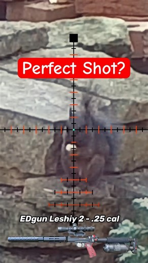 The perfect shot placement 🎯