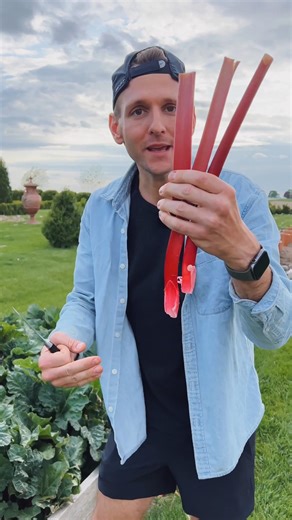 261K views · 8.2K reactions | Rhubarb is great, right?! | Wyse Guide | Facebook