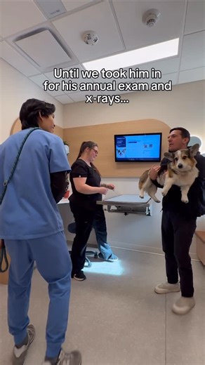 Brady & Graffiti the Corgis on Instagram: "Just a few weeks ago, Graffiti was running around, full of joy and completely himself. He likely still would be exerting himself like nothing was wrong if we hadn’t taken him in for his routine annual exam and X-rays. That visit is when we discovered a large tumor on his spleen. As you all know, he was diagnosed with splenic hemangiosarcoma, and by the time we found it, it had already metastasized to his lungs, making surgery no longer an option. This d