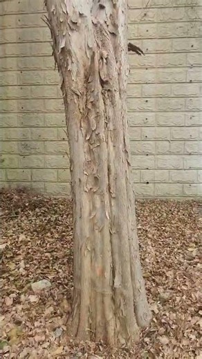 Tree trunk #plane tree #bark