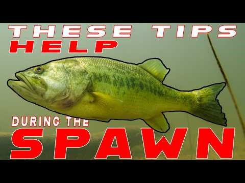 How To Catch Bass During The Spawn! ( Beginner To Advanced + Underwater Footage )