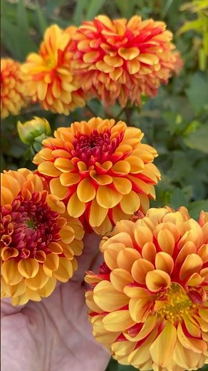 Growing Dahlia from Seeds Create New Varieties! #gardeningtips #dahlia #seeds #gardening