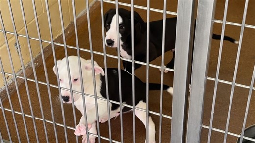 Local animal welfare organizations to use Dexter's Law database