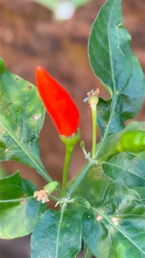 Tujko mirchi lagi toh main kya karun 🌶️#hindisong #shortsfeed#chillivariety