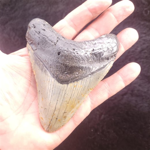4.724″ Megalodon Fossil Tooth - Etsy