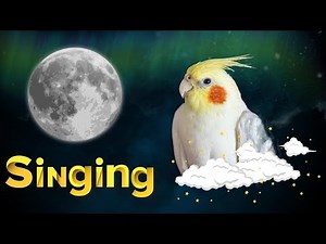 Happy cockatiel singing 🦜| cockatiel singing training 🌿