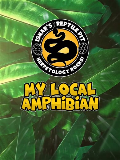 Understanding Amphibians: Frog and Turtle Interactions