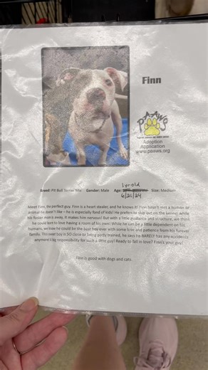 5.6K views · 70 reactions | At Petsmart Evansville from 11-3 come find your best friend. $100 adult dogs and $250 for puppies. | PAAWS No-Kill Animal Rescue | Facebook