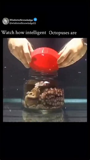 𝐖𝐢𝐬𝐝𝐨𝐦 𝐨𝐟 𝐤𝐧𝐨𝐰𝐥𝐞𝐝𝐠𝐞 on Instagram: "Octopuses are considered some of the most intelligent invertebrates on the planet, showing cognitive abilities that rival many mammals. They can solve complex puzzles, navigate mazes, learn through observation, and use tools such as coconut shells for shelter. Their problem-solving skills, impressive short- and long-term memory, and capacity for camouflage and deception all point to a highly developed nervous system, despite their intelligence 