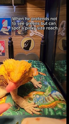 153K views · 5.2K reactions | Spike only sees what he wants to see  荒 #beardeddragon #funnyanimals #spoiledpets #reptiles #pickyeater | Spikedays | Facebook