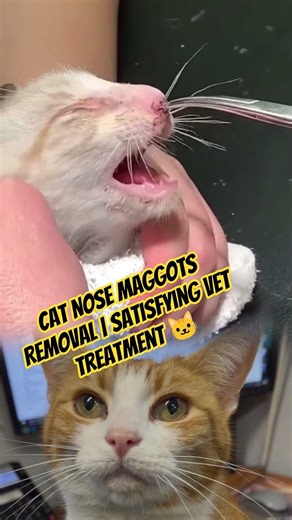Cat Nose Maggots Removal | Satisfying Vet Treatment 🐱 #animalrescue #cat