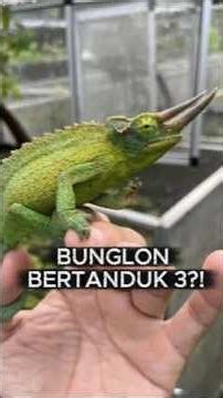 Why Does Jackson's Chameleon Have Three Horns Like a Dinosaur?