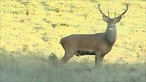 Seeing red for the Devon deer rut