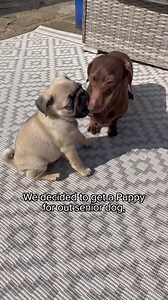 Bringing a pup into your home with a senior dog has its ups and downs! Pops found YumYum annoying at first and would avoid him at all costs. 🤣 The puppy blues definitely hit us at full force (pops included!) but watching their friendship journey and making core memories has been worth it! 🥰 Pops has become YumYums Mumma figure and helped raise him. In return he has kept her young, happy and playful! 🫶🏼 #dogreels #pugs #puppylife #puppy #puglife #dogsofinstagram #dachshund | Puggy Smalls