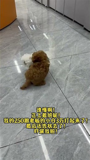 #All My Pets, One Big Hug#Caught with a Handf...#All My Pets, One BigHug#Caught with a Handful