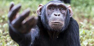 No wonder we are so fascinated by chimps – they remind us of ourselves