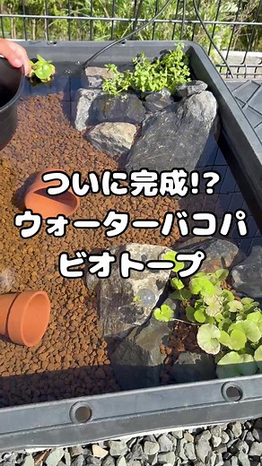 【爆速】トロ舟で簡単ビオトープ作り！ 〜完成編〜 #メダカ #メダカ飼育 #ビオトープ #子供のいる暮らし #親子時間