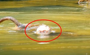 Pitiful baby Lucie difficult breathing in deep water Luna wrong don't care baby | Monkey Mister