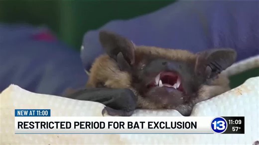 Ohio fall bat exclusion period begins