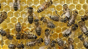 Process of converting nectar into honey. Bees fill honeycomb with nectar, which is then converted into honey.