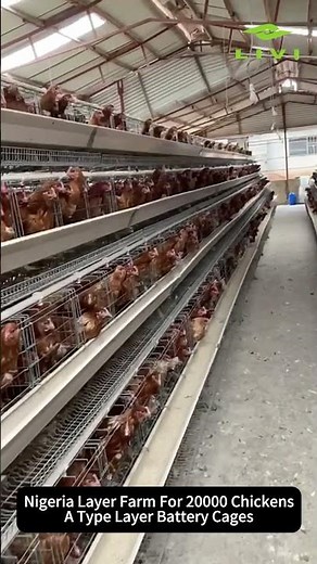 20,000 Layers | Nigeria Chicken Farm Using A-Type Battery Cages