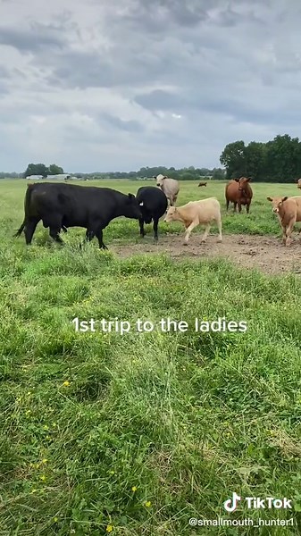 Turning the bulls out #bulls ###bullsoftiktok #cattle ##farmlife #farmer #blackangus #blackangusbulls #thankafarmer #fordtrucks #springtime #spring #cows #cowsoftiktok