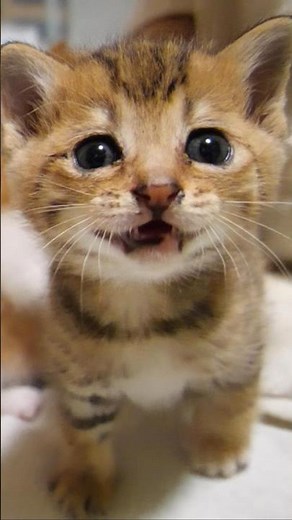 Please listen to the kitten's cute meow.