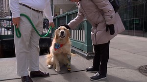 My Bionic Pet: Therapy Dog Shows Benefit of Prosthetics for Animals and Humans | MetroFocus