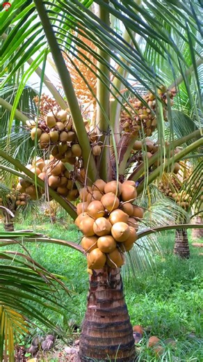 Thai farmers cultivate coconuts in a different way 🥥 #shorts #coconut #farming