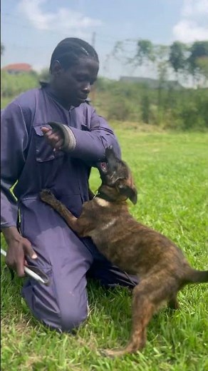Dutch shepherd puppy training #greathabibk9academy