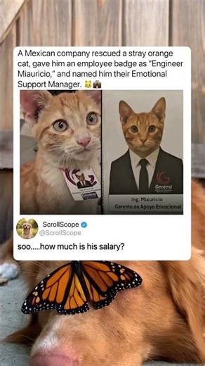 Cat Hired as Emotional Support Manager 🐱💼 #cat
