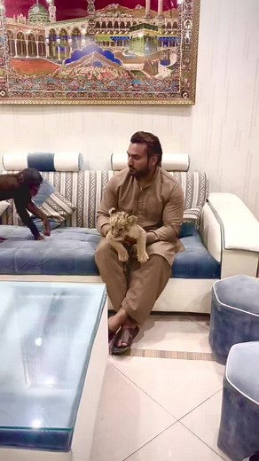 Chimpanzees playing #MashaAllah #faiziwildlife #foryou #petlionspakistan #savewildlife