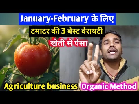 How to Grow Tomatoes in January–February | Best Hybrid Varieties & Complete Organic Farming Guide”
