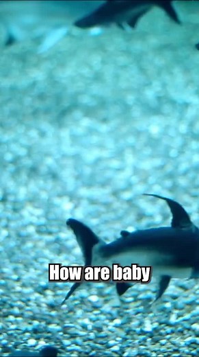 Understanding the Birth of Baby Sharks