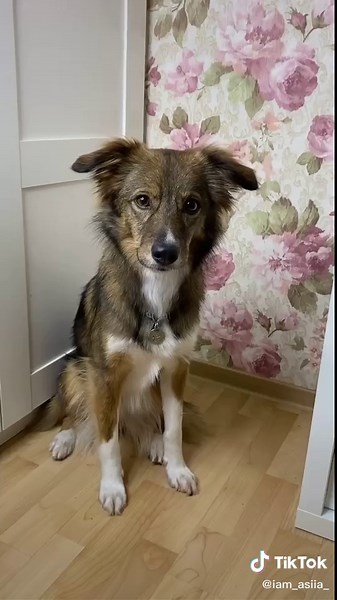 Adorable Dog and Cat Breeds Showcase