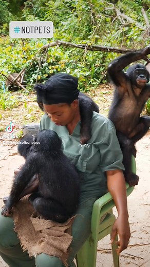 🌍🐒 Bonobos belong in the wild, not as pets! Did you know bonobos are endangered and often victims of the illegal wildlife trade? At our sanctuary in the DR Congo, we rescue orphaned bonobos who’ve been taken from their natural homes and give them a second chance at life. Each baby receives nurturing care from a trained human “surrogate mother” and close monitoring by a veterinarian to ensure they’re healthy. New arrivals spend time in quarantine to prevent the spread of illness, and when they’