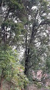 Lago de Zirahuen... | Arriba Michoacán