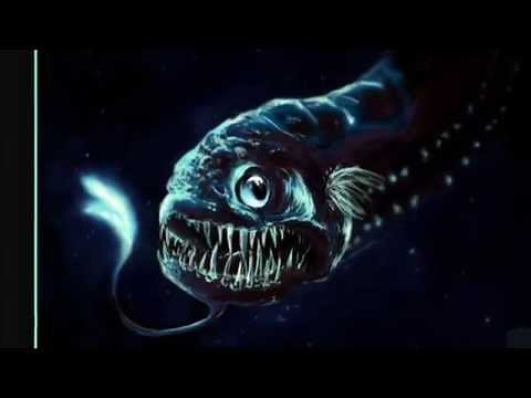 Deep Sea Monster The Dragon Fish