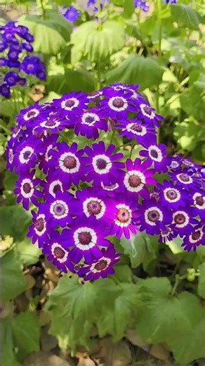 Spring Flowers 🌺🌹🌺🌹