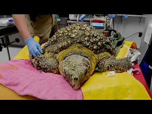 New Exhibit Allows Visitors to Care for Sea Turtles