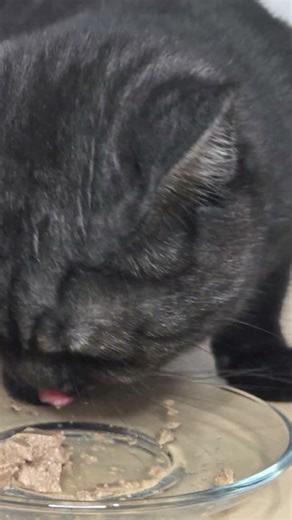 Cat Eating Wet Food - ASMR